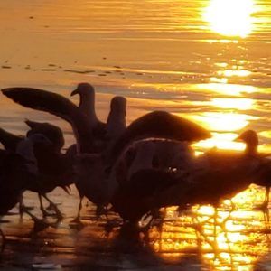 Meet your Posher, Erwin